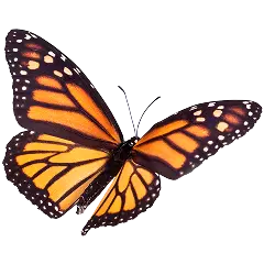 Butterfly 2x
