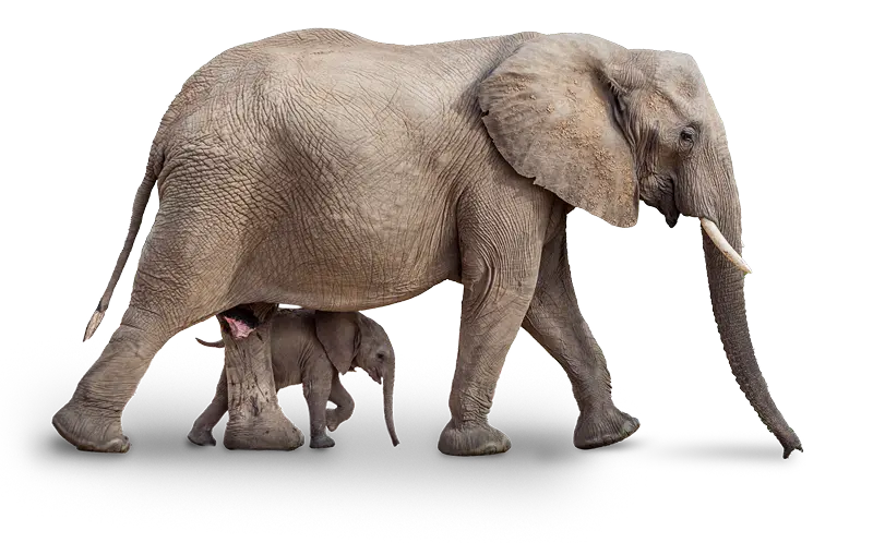 Elephant Divider
